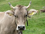 1° Convegno 'Il lupo nel Parco delle Orobie' - 5° Campionato Cani Pastore per Bovini 